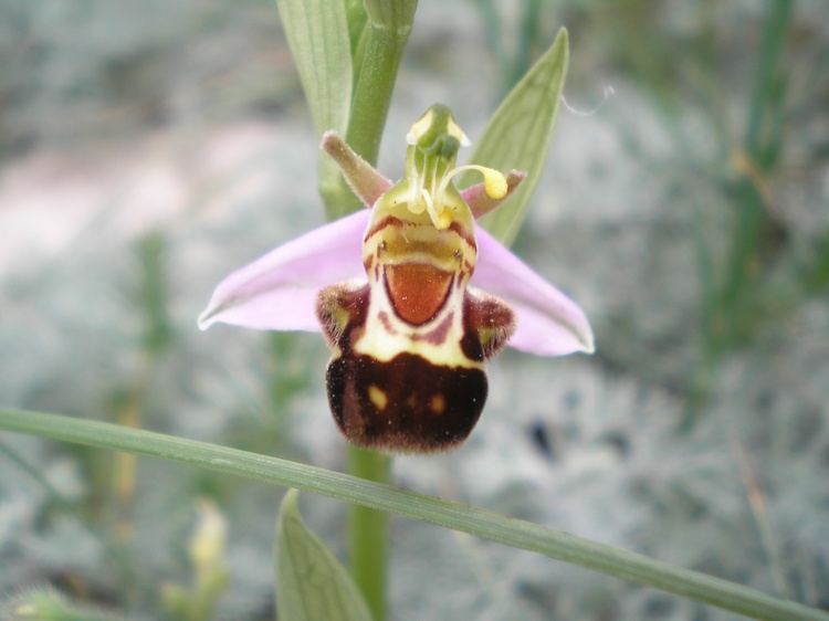 orchidee del perugino